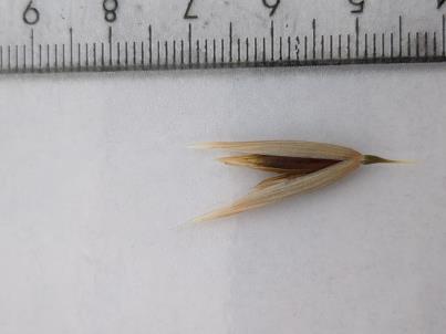 column Spikelet