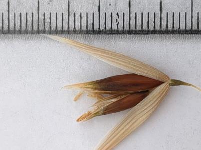 column Spikelet