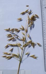 Panicle