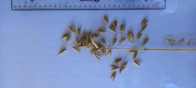 Panicle