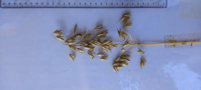 column Panicle