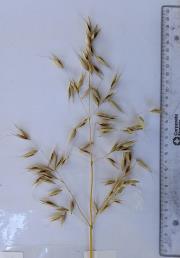 Panicle