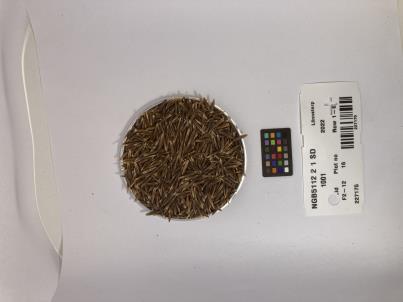 column SEED