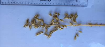 Panicle
