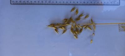 Panicle