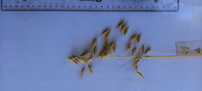 Click for 7 image(s) for this accession. Panicle