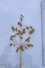 Panicle
