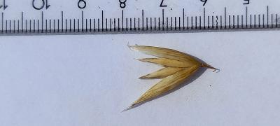 column Spikelet