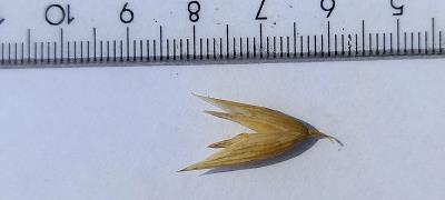 column Spikelet