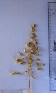 column Panicle
