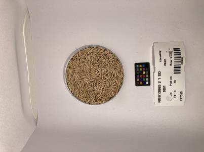 column SEED