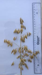 Panicle
