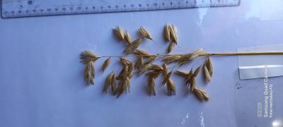 Panicle
