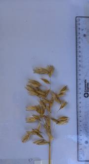 column Panicle