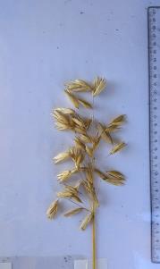 column Panicle