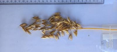 column Panicle