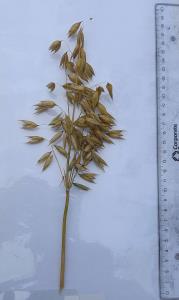 Panicle