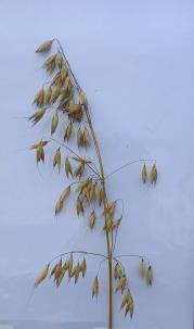 column Panicle