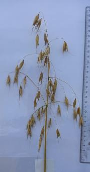 Panicle