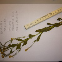 Click for 2 image(s) for this accession. Image