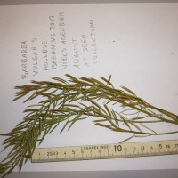 Click for 2 image(s) for this accession. Image