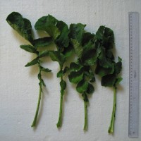 Click for 4 image(s) for this accession. Image