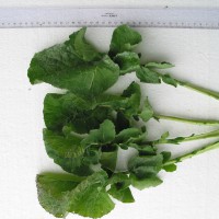 Click for 4 image(s) for this accession. Image