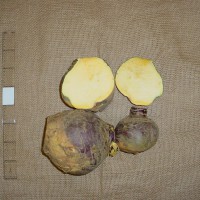 Click for 4 image(s) for this accession. Image