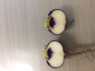 column Root