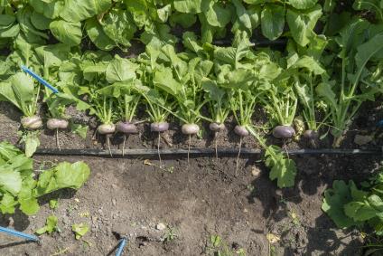 Click for 4 image(s) for this accession. Field