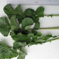 Click for 5 image(s) for this accession. Image