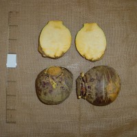 Click for 8 image(s) for this accession. Image