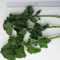 Click for 5 image(s) for this accession. Image