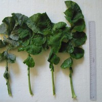 Click for 4 image(s) for this accession. Image