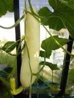 column Fruit
