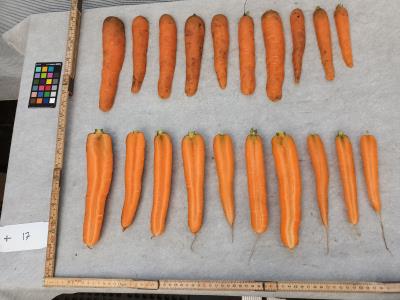 Click for 4 image(s) for this accession. Root