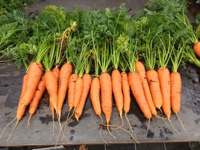 Click for 1 image(s) for this accession. Root