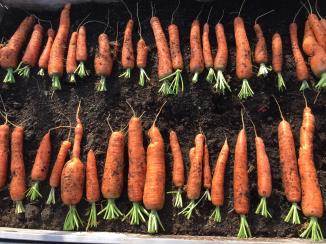 Root