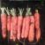 column Root