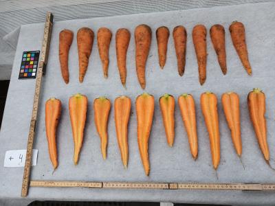 Click for 2 image(s) for this accession. Root