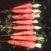 column Root