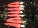 column Root