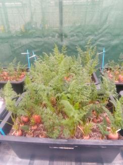 column Plant