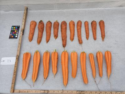 Click for 7 image(s) for this accession. Root
