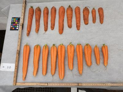 Click for 4 image(s) for this accession. Root