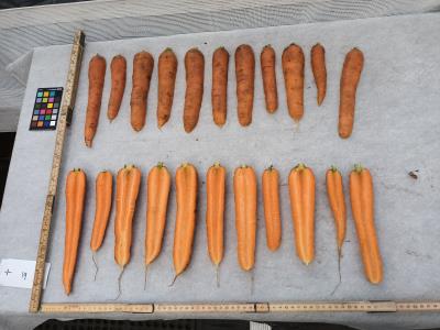 Click for 6 image(s) for this accession. Root