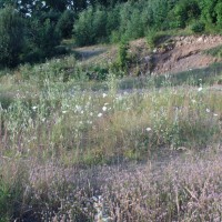 Field