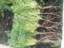 column Plant