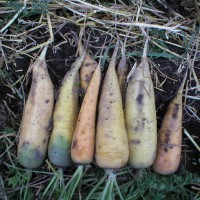 column Root