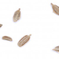 column Seed